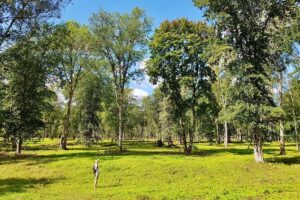 Discover Best Of Gauja National Park In One Day - Stop One: Gauja National Park Hiking (8–12 km by Season)