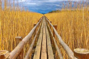 From Riga: Best of Kemeri National Park In One Day - Stop 1: Great Kemeri Bog Boardwalk and Wet Forests With Sulphur Springs