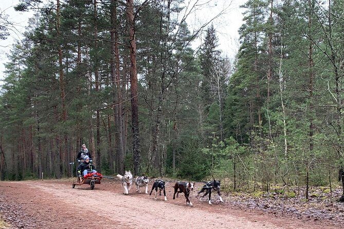 Husky dog sled/bike kart ride in Latvia ~ 3h group tour from Riga - The Extra Forest Time: Tower Views and Dog Time After the Ride