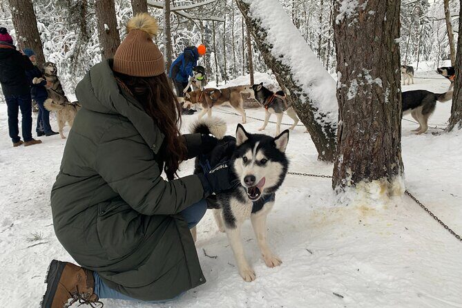 Husky dog sled/bike kart ride in Latvia ~ 3h group tour from Riga - Before You Go: Dog Introductions, Safety Talk, and Role-Switching